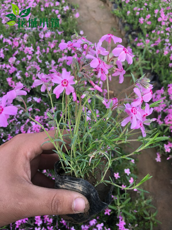 芝櫻（叢生福祿考）